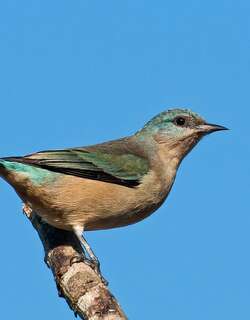 黑腿锥嘴雀 / Black-legged Dacnis / Dacnis nigripes