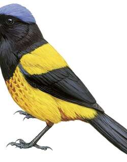 金背山裸鼻雀 / Golden-backed Mountain Tanager / Cnemathraupis aureodorsalis