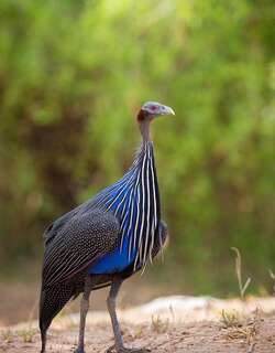 鹫珠鸡 / Vulturine Guineafowl / Acryllium vulturinum
