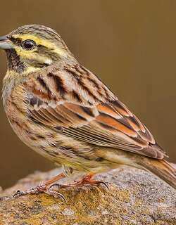 黄道眉鹀 / Cirl Bunting / Emberiza cirlus