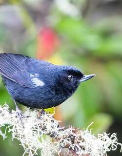辉黑刺花鸟 / Glossy Flowerpiercer / Diglossa lafresnayii