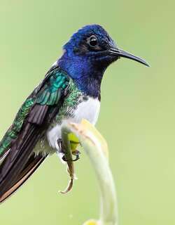 白颈蜂鸟 / White-necked Jacobin / Florisuga mellivora