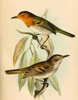 赤黄哑霸鹟 / Ruddy Tody-Flycatcher / Poecilotriccus russatus