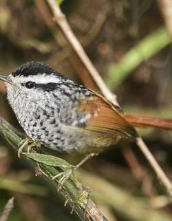 棕尾蚁鸟 / Rufous-tailed Antbird / Drymophila genei