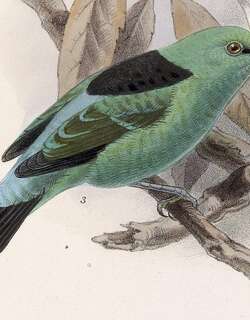 翠绿锥嘴雀 / Viridian Dacnis / Dacnis viguieri