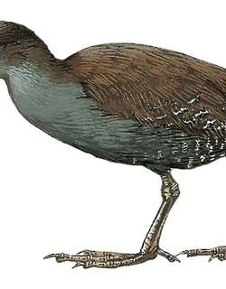 荒岛秧鸡 / Inaccessible Island Rail / Laterallus rogersi