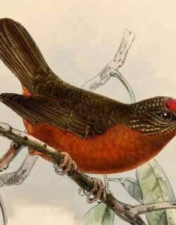 红额啄花雀 / Red-fronted Antpecker / Parmoptila rubrifrons