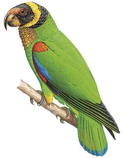 鹫鹦哥 / Vulturine Parrot / Pyrilia vulturina