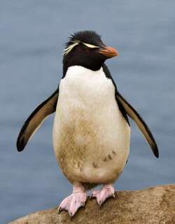 凤头黄眉企鹅 / Southern Rockhopper Penguin / Eudyptes chrysocome