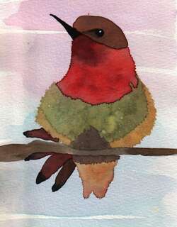 瑰喉蜂鸟 / Wine-throated Hummingbird / Selasphorus ellioti