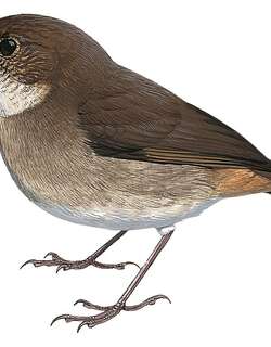 小地鸲 / Lesser Ground Robin / Amalocichla incerta