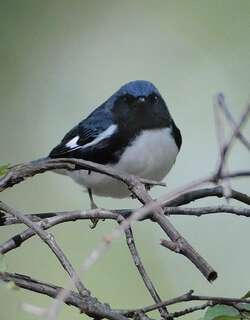 黑喉蓝林莺 / Black-throated Blue Warbler / Setophaga caerulescens