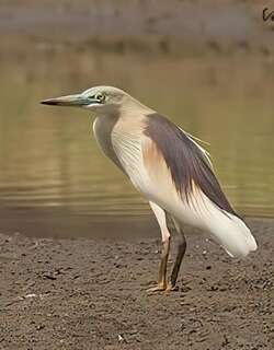 印度池鹭 / Indian Pond Heron / Ardeola grayii
