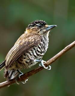 白斑姬啄木鸟 / White-barred Piculet / Picumnus cirratus