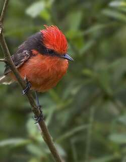 达尔文霸鹟 / Darwin’s Flycatcher / Pyrocephalus nanus