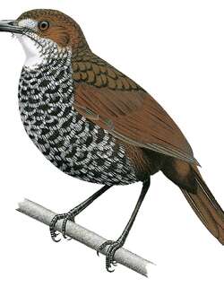 石纹鹪鹛 / Marbled Wren-Babbler / Turdinus marmoratus