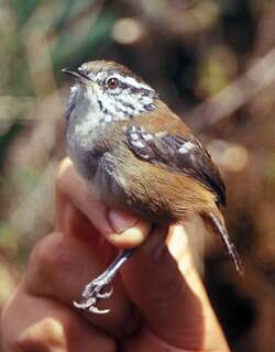 斑翅林鹩 / Bar-winged Wood Wren / Henicorhina leucoptera