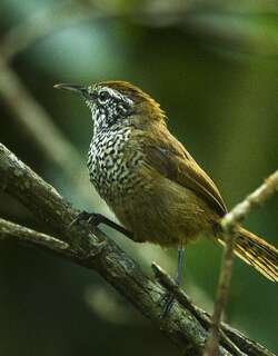 斑胸苇鹪鹩 / Spot-breasted Wren / Pheugopedius maculipectus