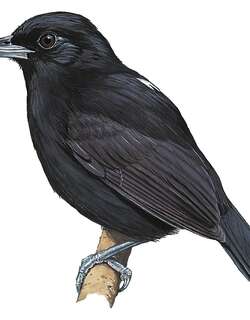 黑丛蚁鵙 / Black Bushbird / Neoctantes niger