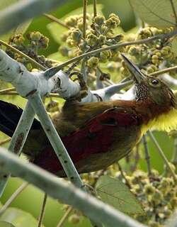 斑喉绿啄木鸟 / Checker-throated Woodpecker / Chrysophlegma mentale