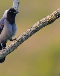 紫蓝鸦 / Violaceous Jay / Cyanocorax violaceus