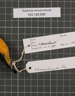 白臀歌雀 / White-vented Euphonia / Euphonia minuta