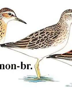 长趾滨鹬 / Long-toed Stint / Calidris subminuta