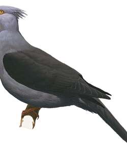 凤头长尾鸠 / Crested Cuckoo-Dove / Reinwardtoena crassirostris