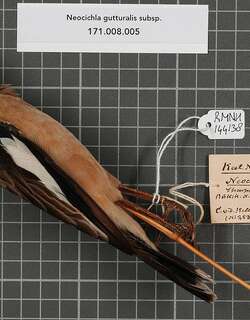 白翅噪椋鸟 / Babbling Starling / Neocichla gutturalis