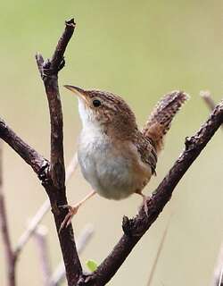 短嘴沼泽鹪鹩 / Grass Wren / Cistothorus platensis