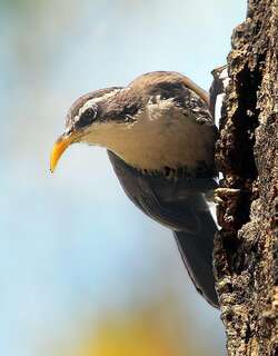 霍氏钩嘴鹛 / Indian Scimitar Babbler / Pomatorhinus horsfieldii