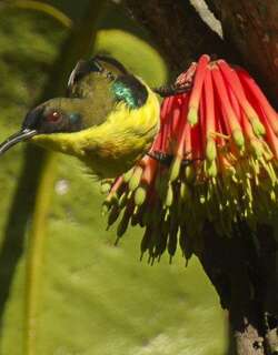 山太阳鸟 / Metallic-winged Sunbird / Aethopyga pulcherrima