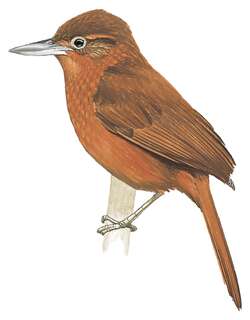 秘鲁拾叶雀 / Peruvian Recurvebill / Syndactyla ucayalae