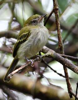 白腹哑霸鹟 / White-bellied Tody-Tyrant / Hemitriccus griseipectus