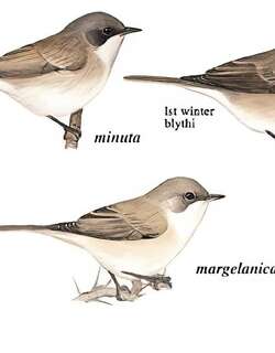 白喉林莺 / Lesser Whitethroat / Curruca curruca