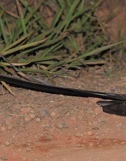 燕尾夜鹰 / Long-trained Nightjar / Macropsalis forcipata