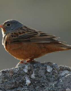 蓝头圃鹀 / Cretzschmar’s Bunting / Emberiza caesia