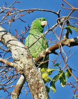 白嘴基鹦哥 / Kawall’s Amazon / Amazona kawalli