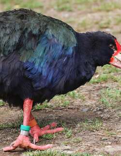 南秧鸡 / South Island Takahe / Porphyrio hochstetteri