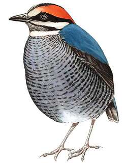 蓝八色鸫 / Blue Pitta / Hydrornis cyaneus