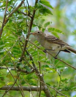 绿拟霸鹟 / Olivaceous Elaenia / Elaenia mesoleuca