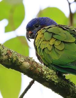 蓝头鹦哥 / Blue-headed Parrot / Pionus menstruus
