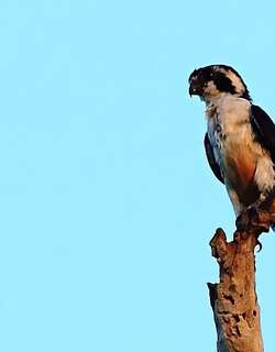 黑腿小隼 / Black-thighed Falconet / Microhierax fringillarius