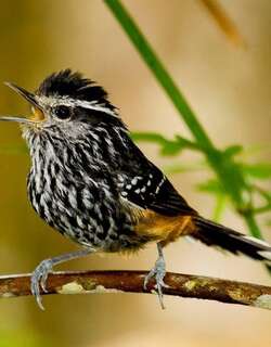 赭腰蚁鸟 / Ochre-rumped Antbird / Drymophila ochropyga