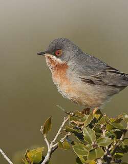 西亚高山林莺 / Western Subalpine Warbler / Curruca iberiae