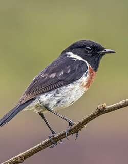 马达加斯加石䳭 / Madagascan Stonechat / Saxicola sibilla