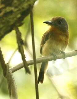 灰颊小蓬头䴕 / Grey-cheeked Nunlet / Nonnula frontalis