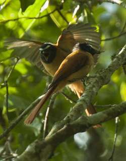 黑桂扇尾鹟 / Black-and-cinnamon Fantail / Rhipidura nigrocinnamomea