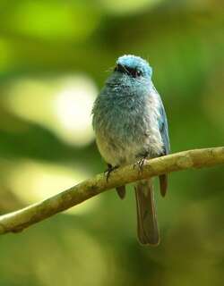 岛仙鹟 / Turquoise Flycatcher / Eumyias panayensis