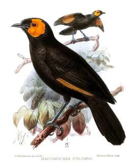 麦氏极乐鸟 / MacGregor’s Honeyeater / Macgregoria pulchra